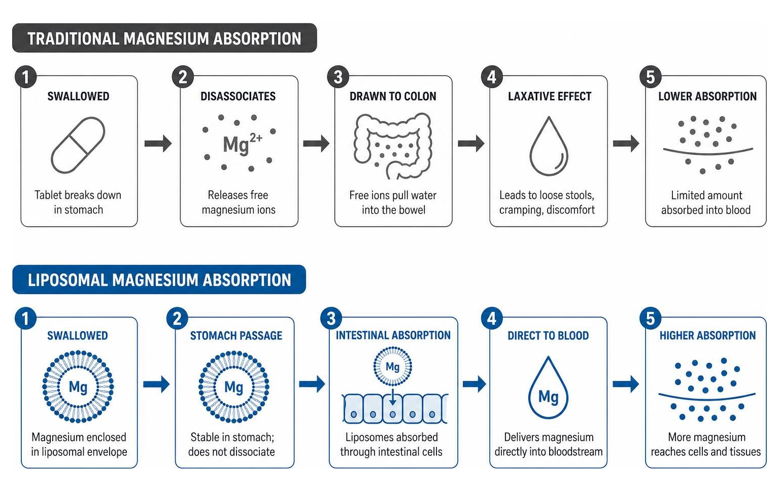 diagram of liposomal absorption vs traditional absorption diagram of liposomal absorption vs traditional absorption