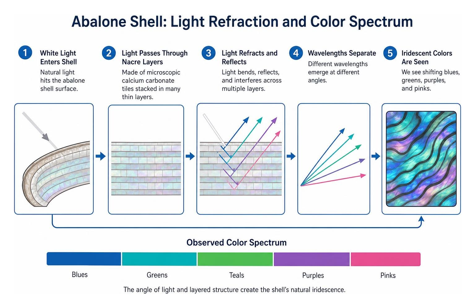 Abalone shell light refraction and color spectrum diagram Abalone shell light refraction and color spectrum diagram