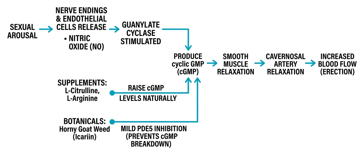 Diagram of cyclic GMP nitric oxide vasodilation pathway in male vitality