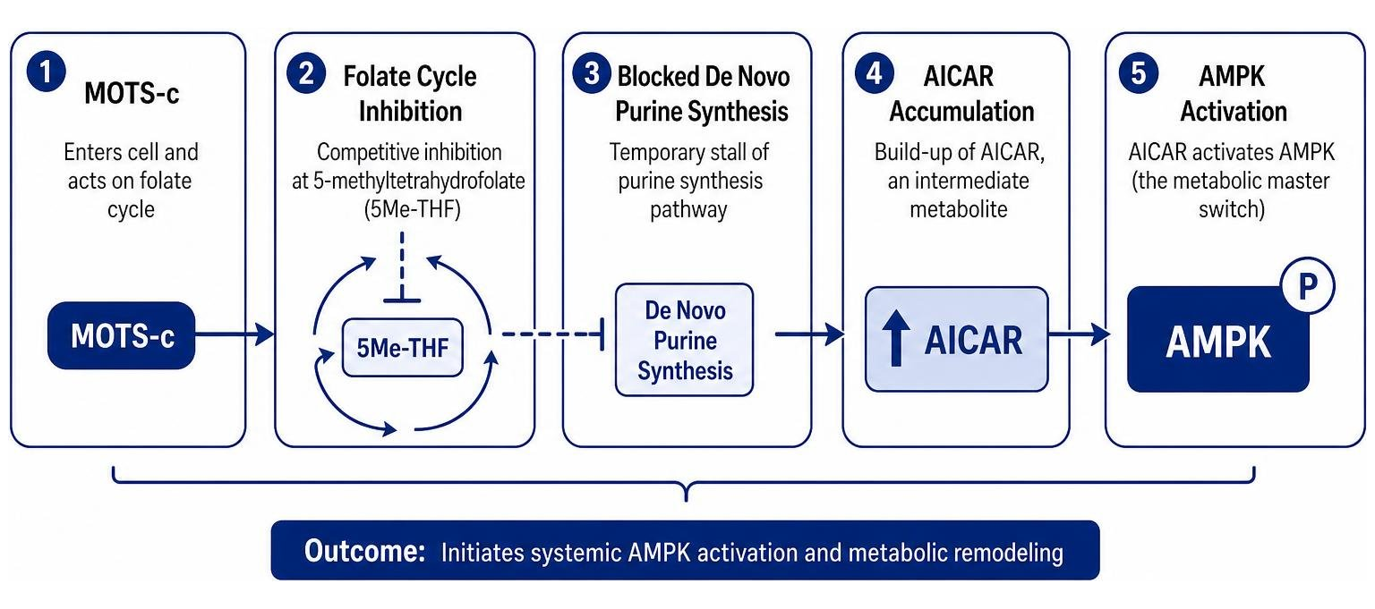 Flowchart of the Folate-AICAR-AMPK activation cascade initiated by MOTS-c