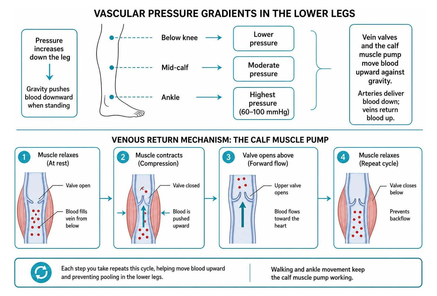 Vascular pressure gradients and venous return mechanism in the lower legs