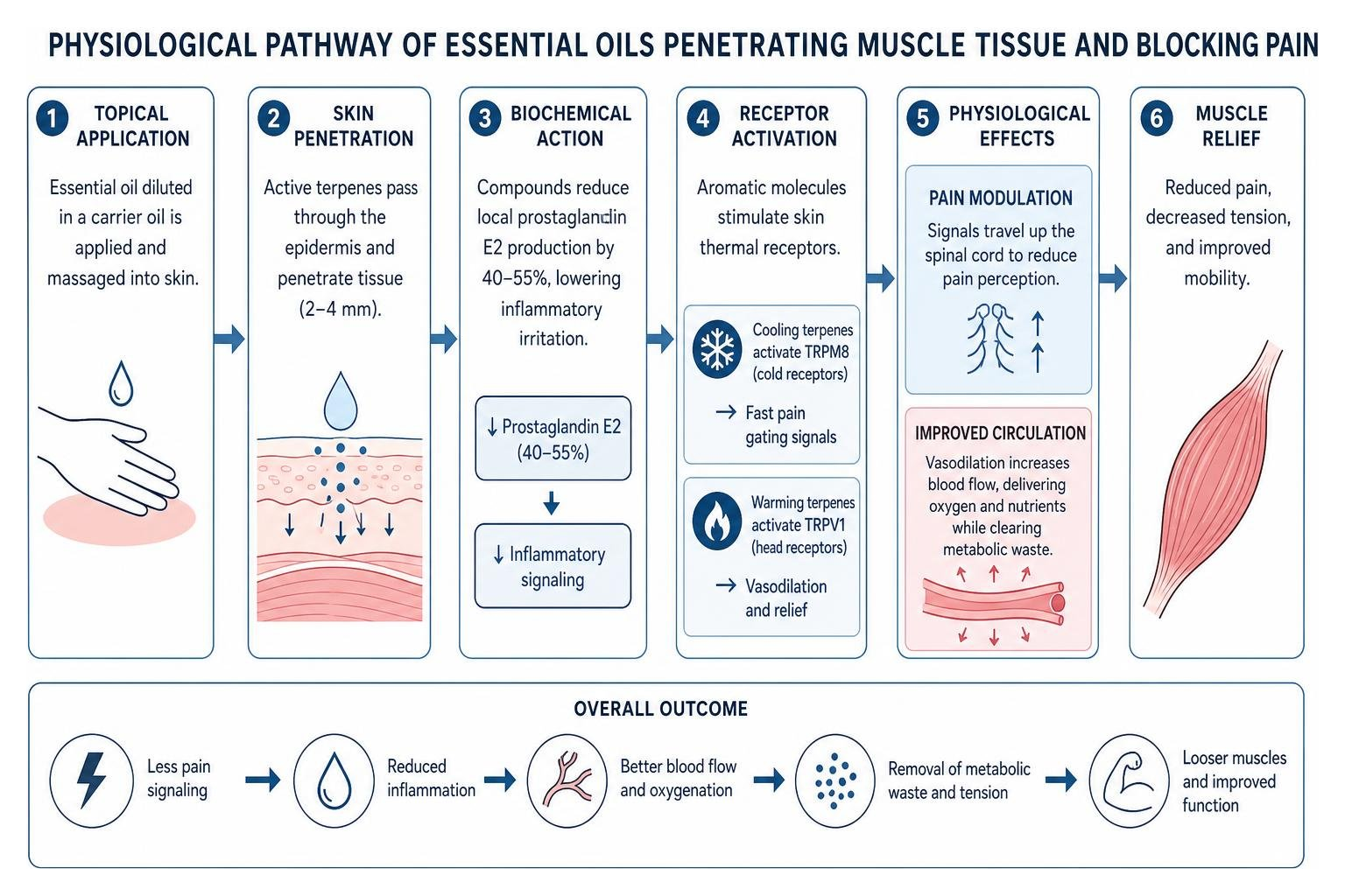 Physiological pathway of essential oils penetrating muscle tissue and blocking pain