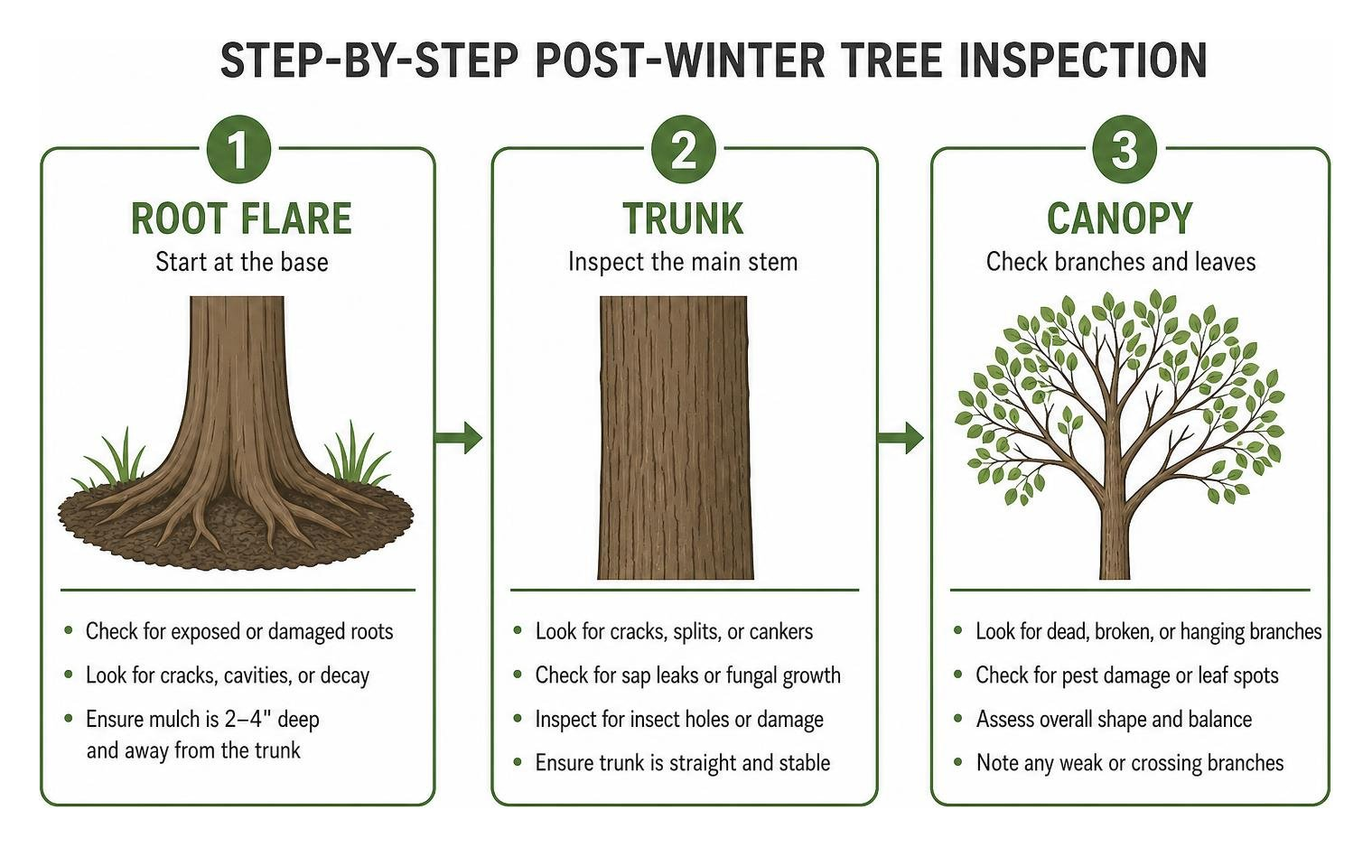 Step-by-step post-winter tree inspection diagram: root flare, trunk, canopy
