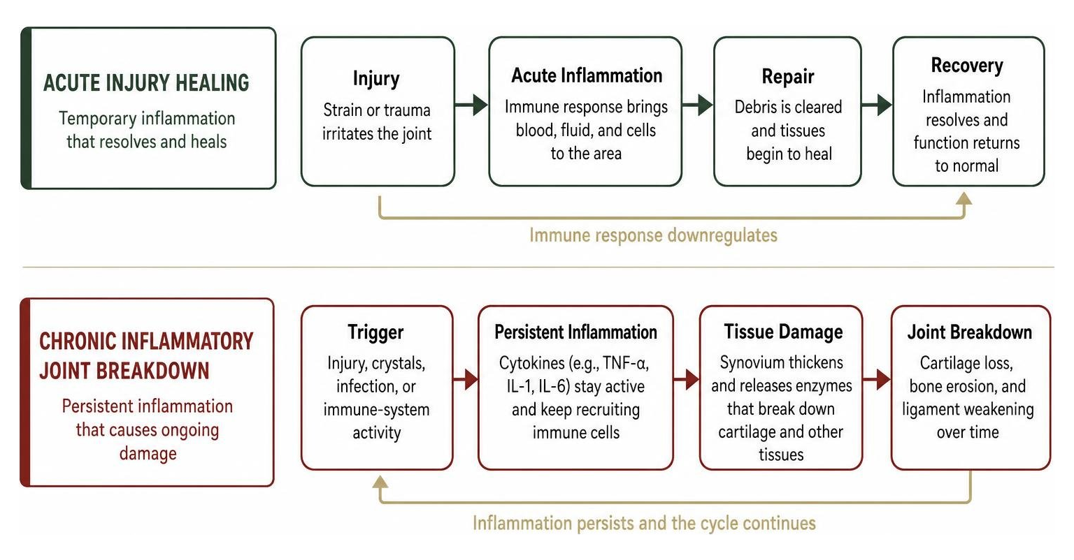 acute injury healing versus chronic inflammatory joint breakdown acute injury healing versus chronic inflammatory joint breakdown