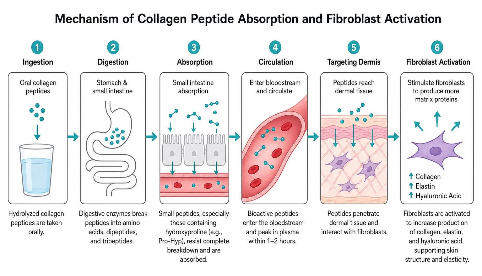 Mechanism of collagen peptide absorption and fibroblast activation