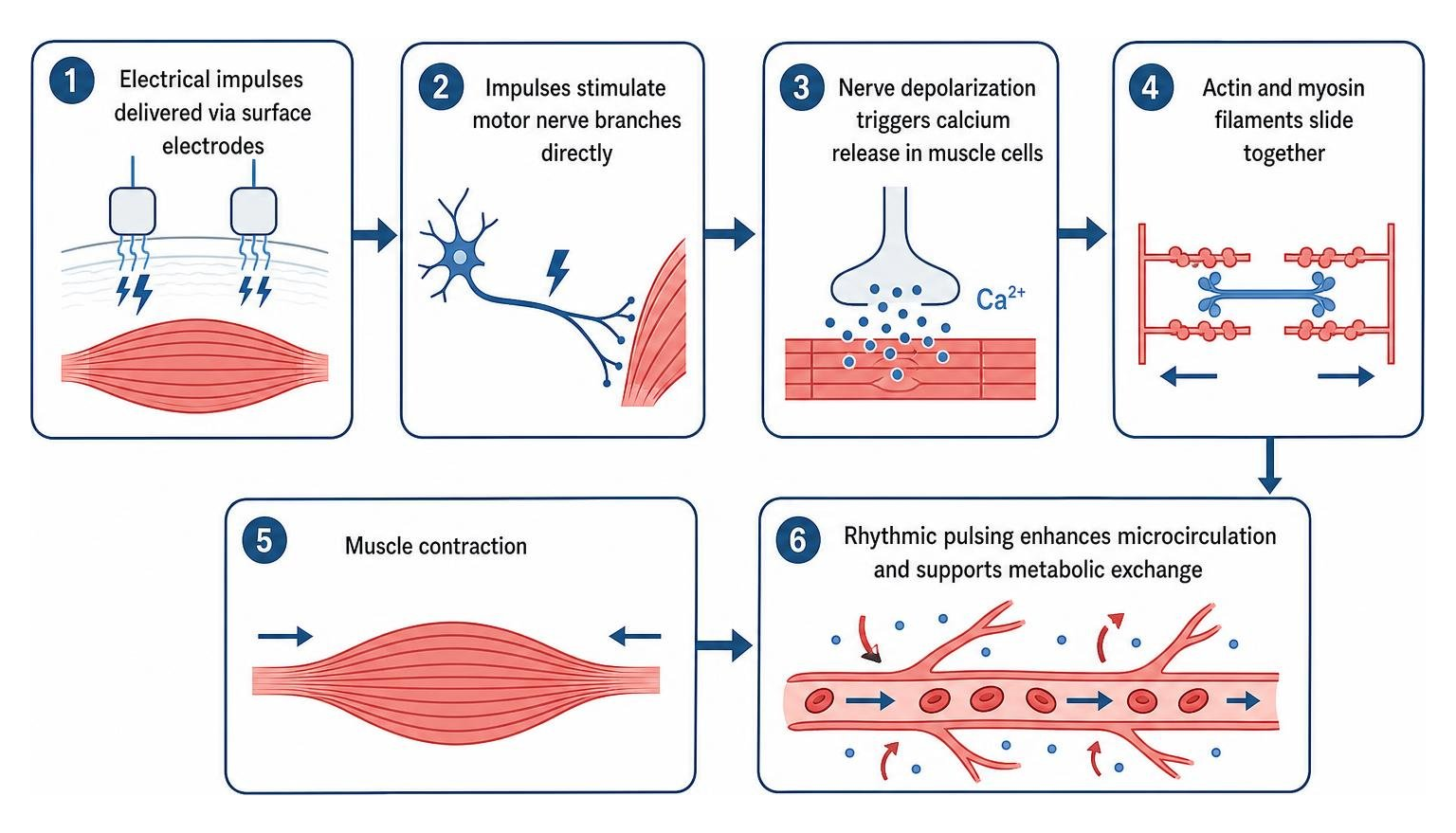 Step-by-step pathway of electrical impulse to muscle contraction and microcirculation