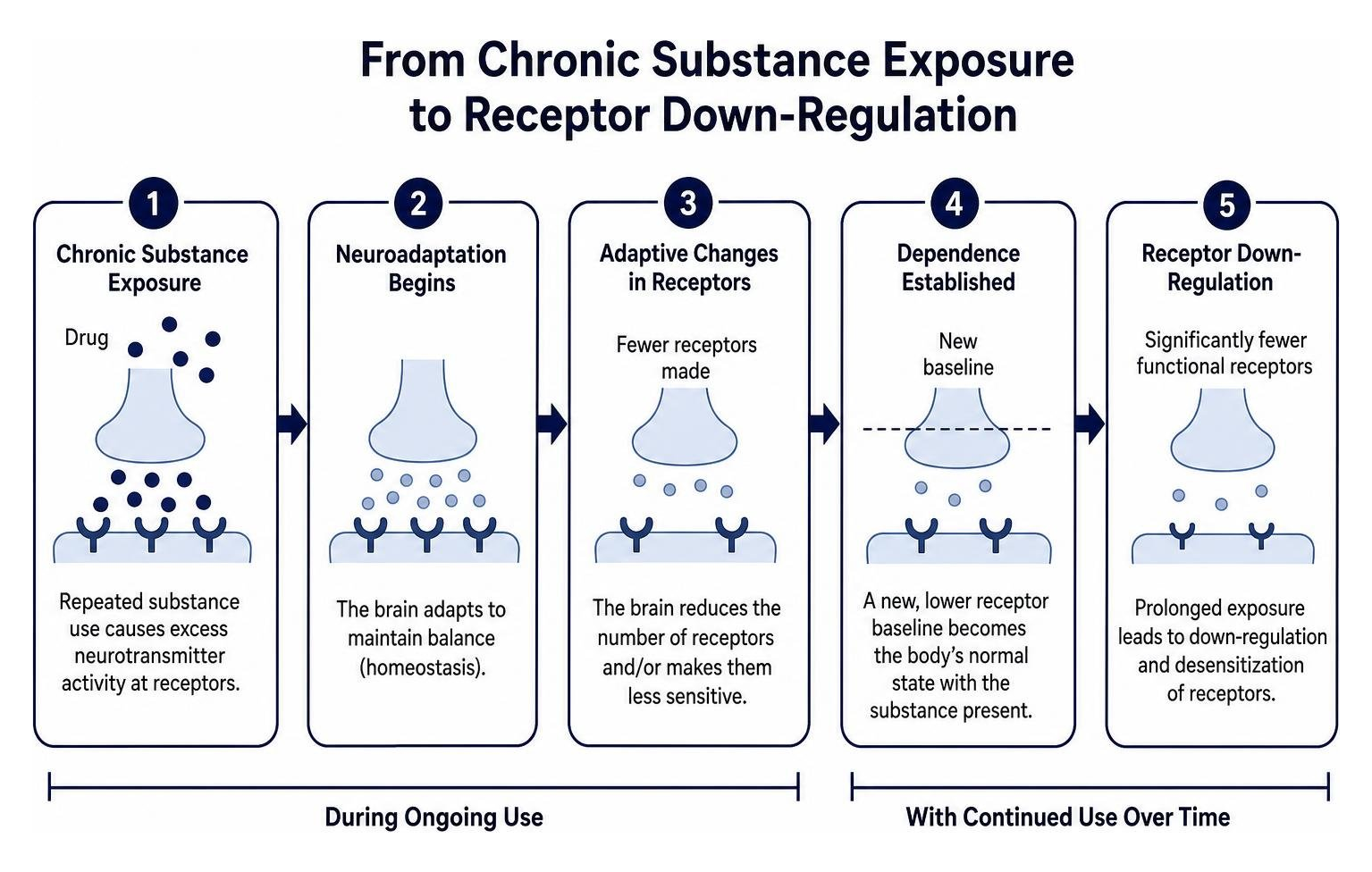 Diagram showing the biological stages from chronic substance exposure to receptor down-regulation
