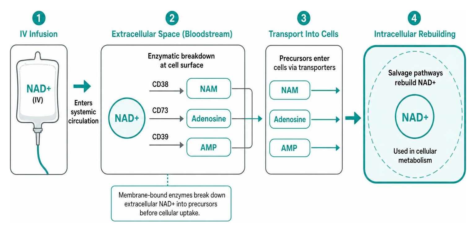 Extracellular breakdown of IV NAD+ into precursors before cellular transport