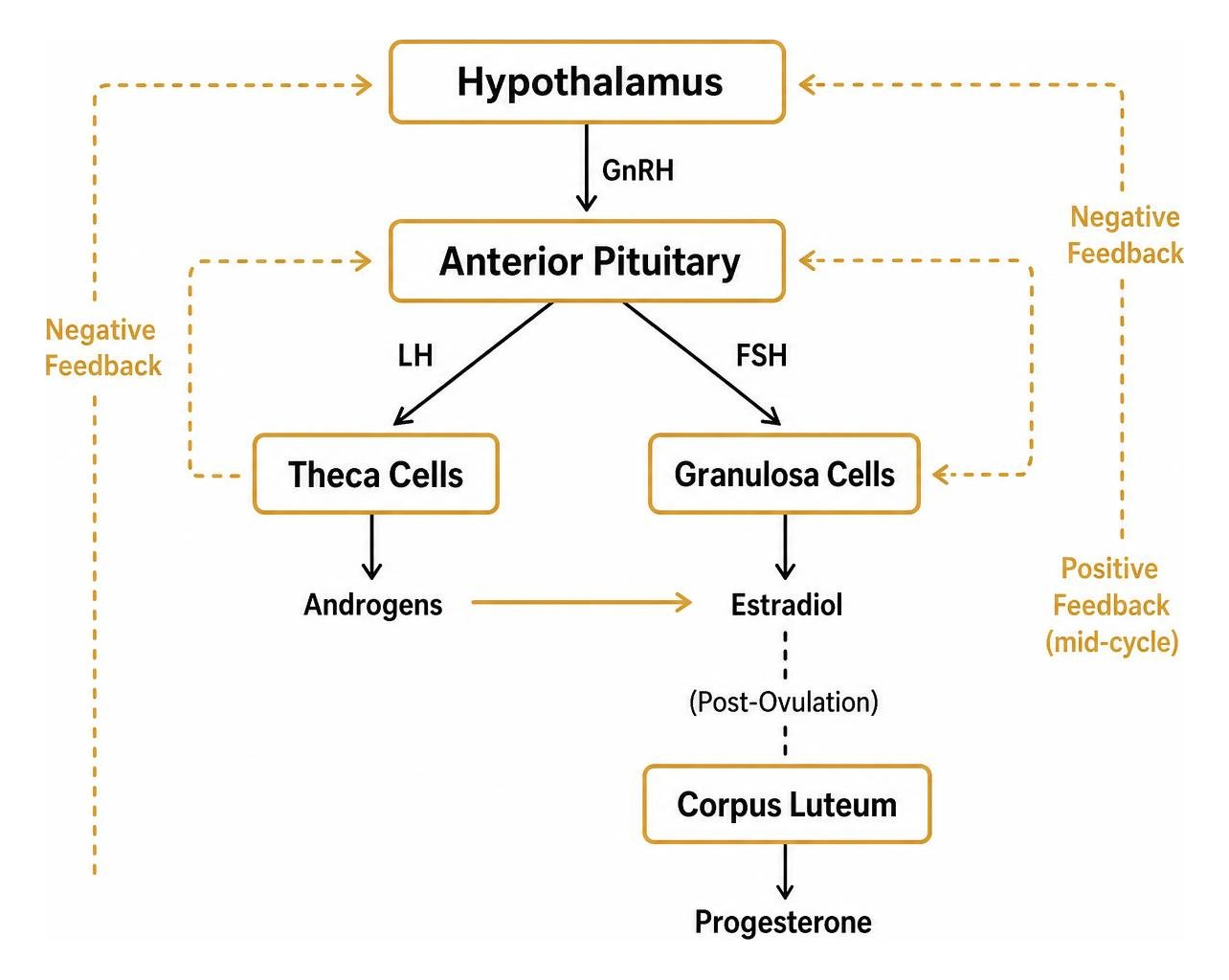 Hypothalamic pituitary ovarian axis feedback mechanism Hypothalamic pituitary ovarian axis feedback mechanism
