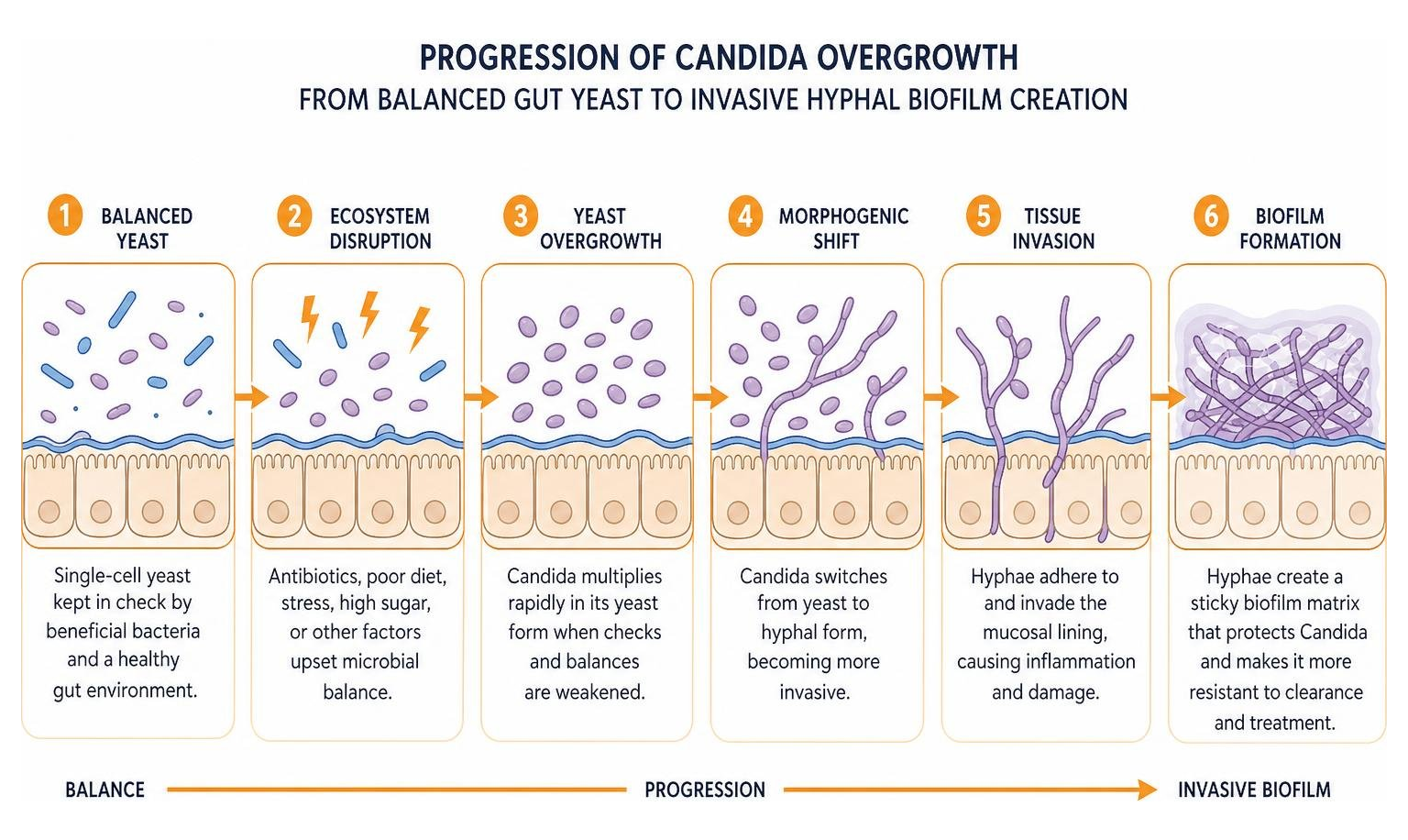 Progression of Candida overgrowth from balanced gut yeast to invasive hyphal biofilm creation Progression of Candida overgrowth from balanced gut yeast to invasive hyphal biofilm creation