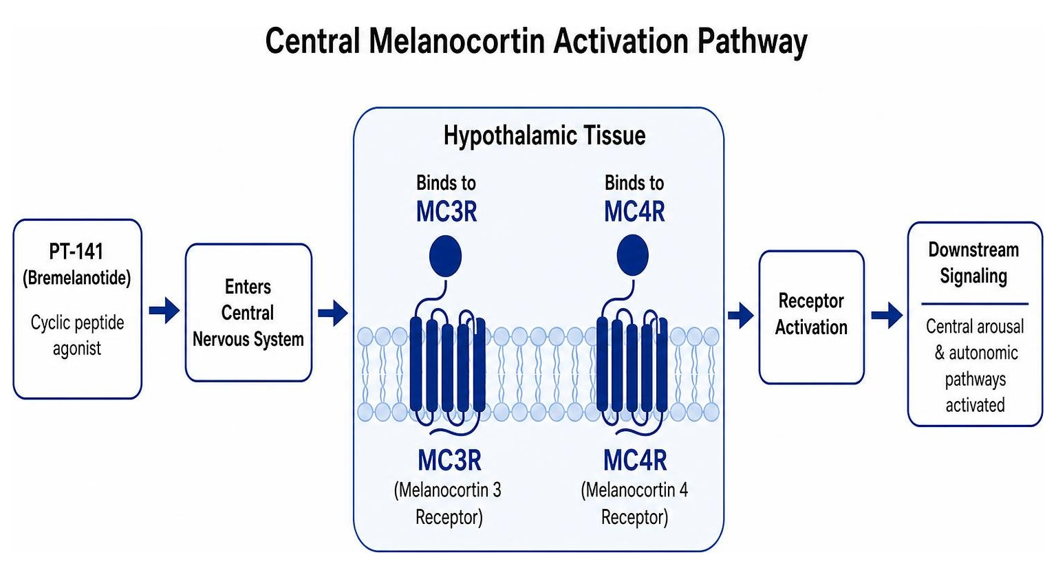 Central melanocortin activation pathway showing binding to MC3R and MC4R receptors in hypothalamic tissue
