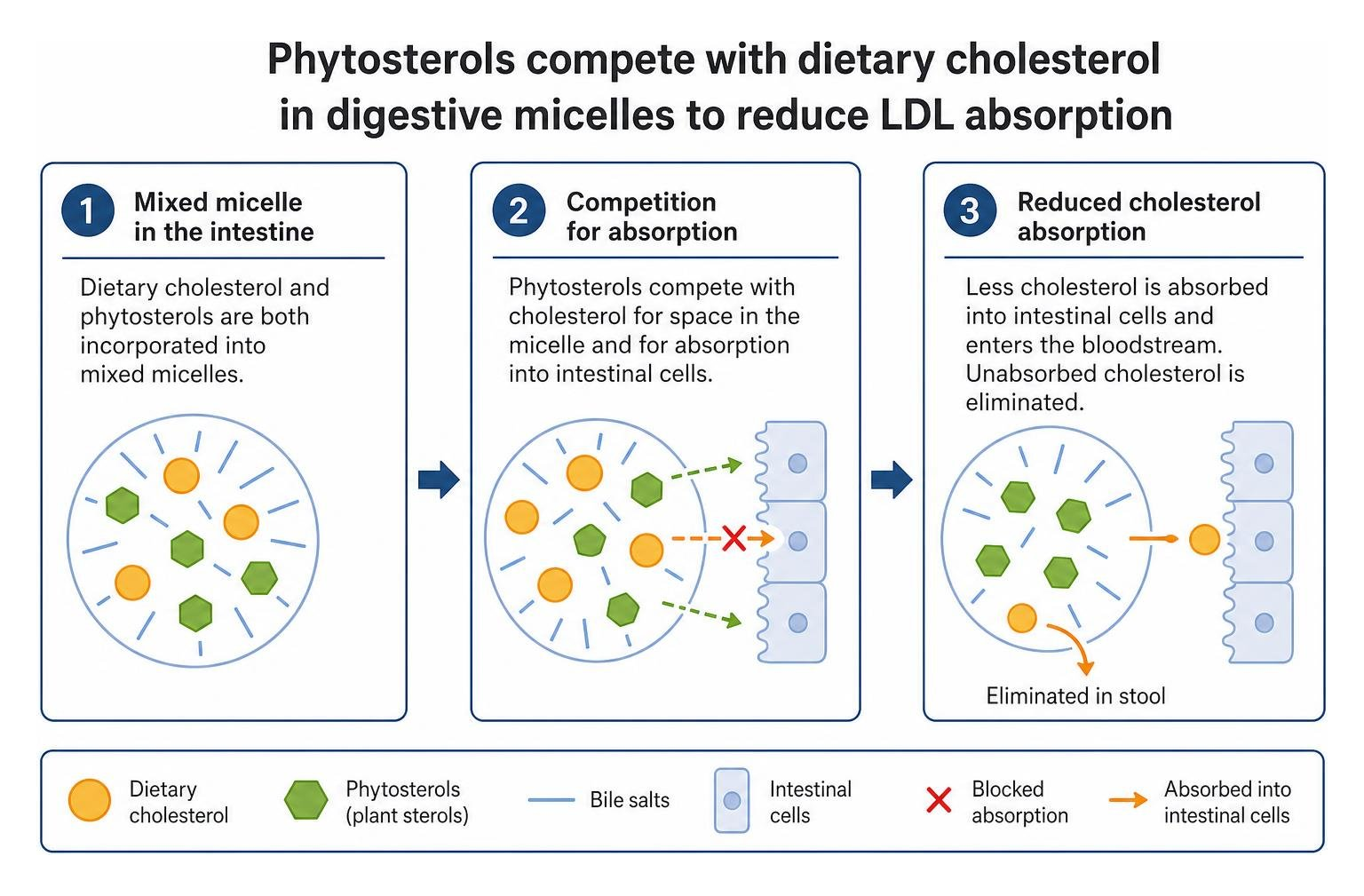 Phytosterols compete with dietary cholesterol in digestive micelles to reduce LDL absorption Phytosterols compete with dietary cholesterol in digestive micelles to reduce LDL absorption