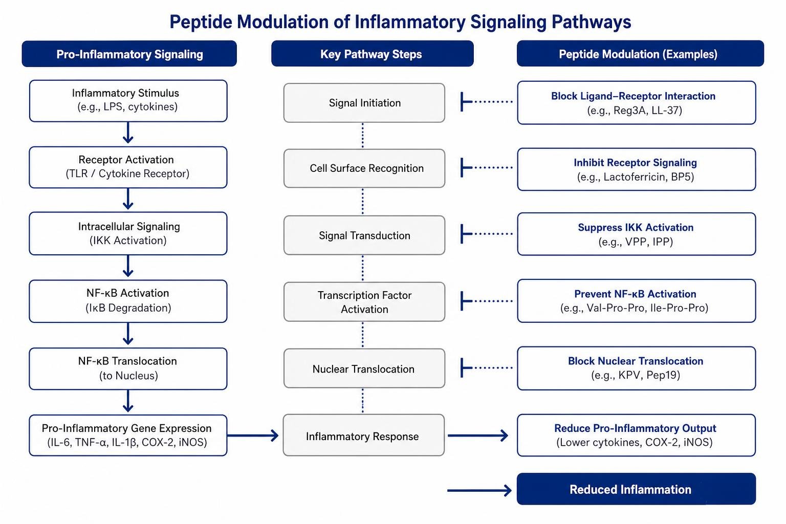 diagram comparing peptide signaling pathways diagram comparing peptide signaling pathways