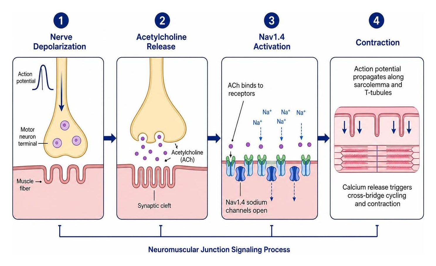 Neuromuscular junction signaling process: nerve depolarization, acetylcholine release, NaV1.4 activation, and contraction