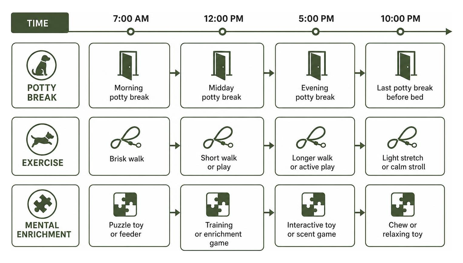 Daily routine timeline for potty breaks, exercise, and mental enrichment in an apartment