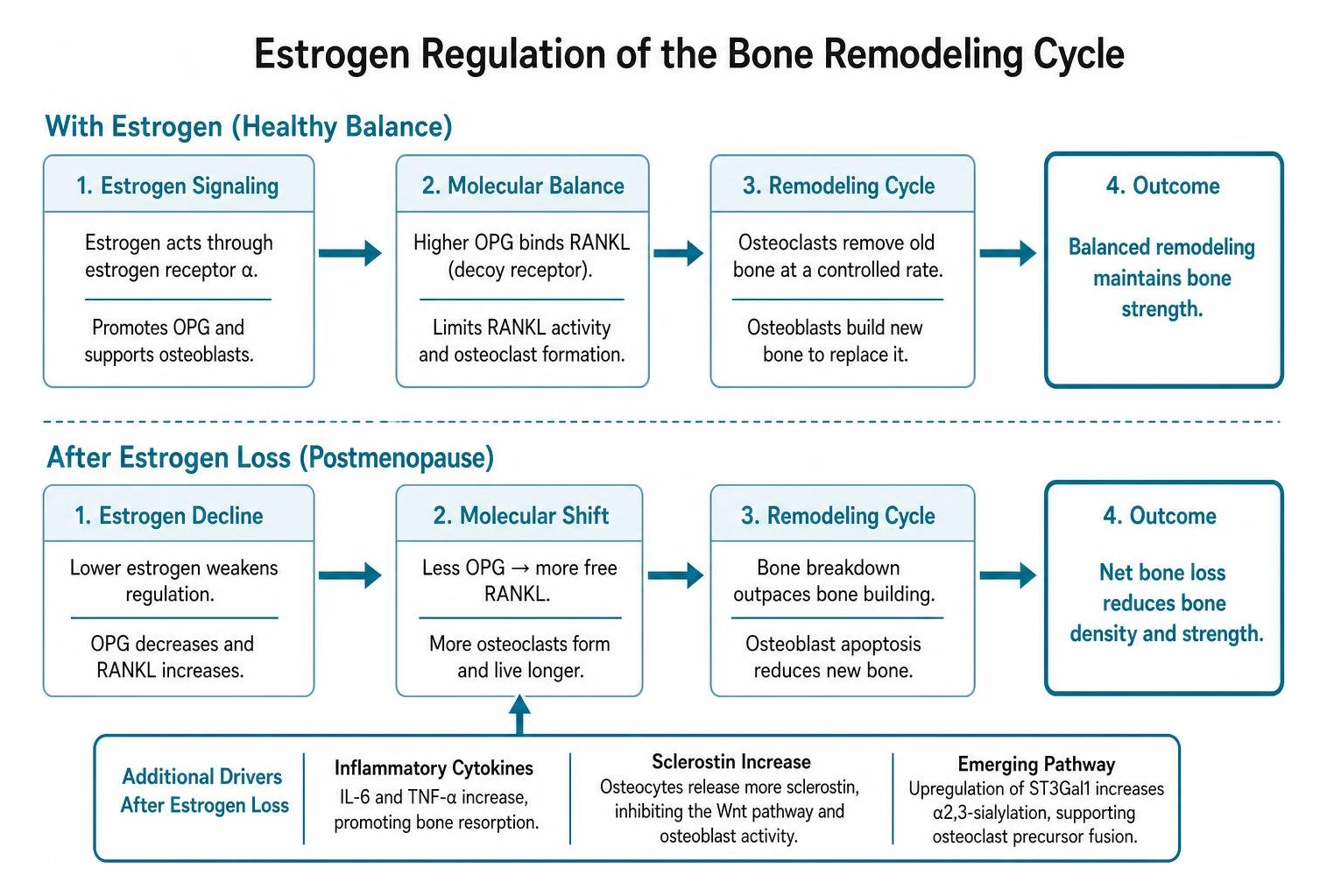 estrogen regulation of bone remodeling cycle Flow diagram comparing bone remodeling with estrogen, where OPG limits RANKL and remodeling stays balanced, with remodeling after estrogen loss, where RANKL rises and bone breakdown outpaces bone building