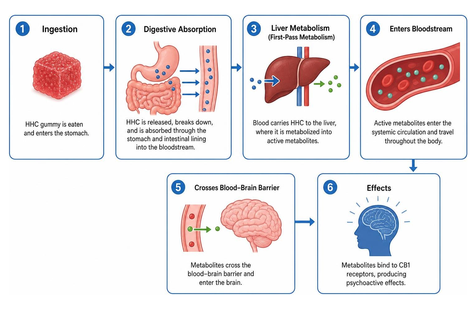How ingested HHC is processed through digestive absorption and liver metabolism How ingested HHC is processed through digestive absorption and liver metabolism