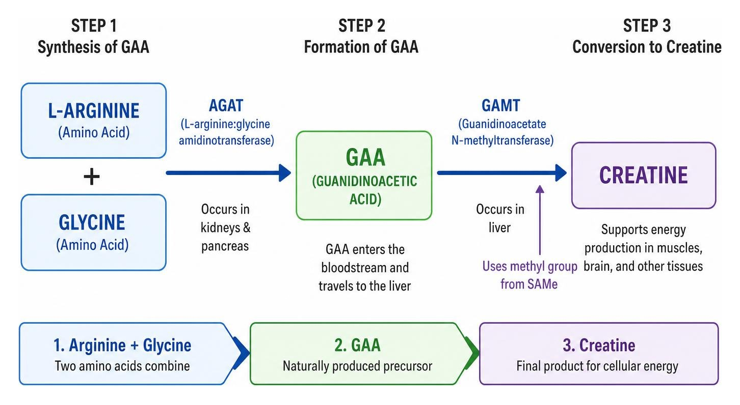 Diagram showing the biosynthesis pathway from arginine and glycine to GAA and then to creatine Diagram showing the biosynthesis pathway from arginine and glycine to GAA and then to creatine