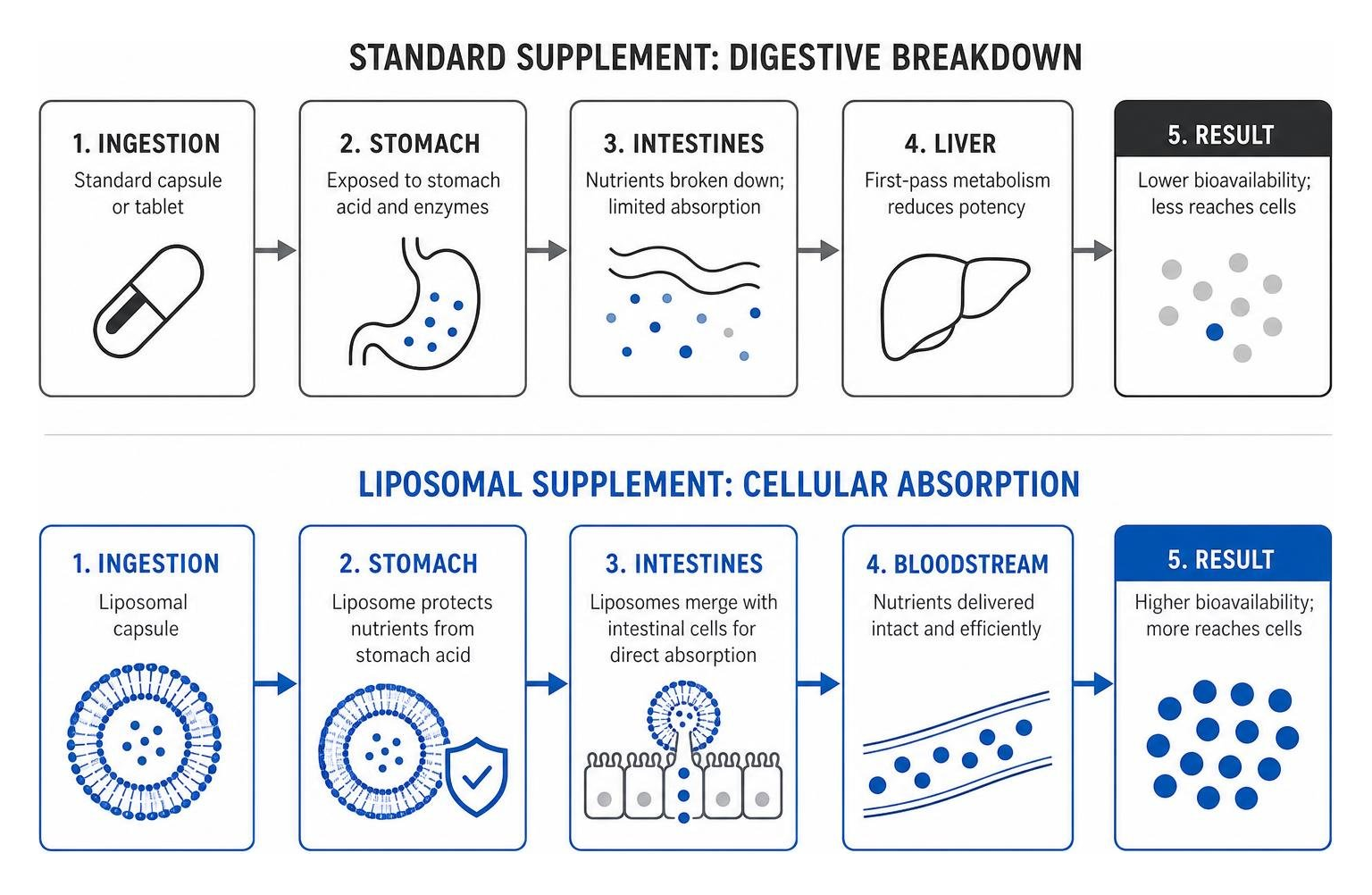 Diagram comparing standard supplement digestive breakdown versus liposomal cellular absorption Diagram comparing standard supplement digestive breakdown versus liposomal cellular absorption