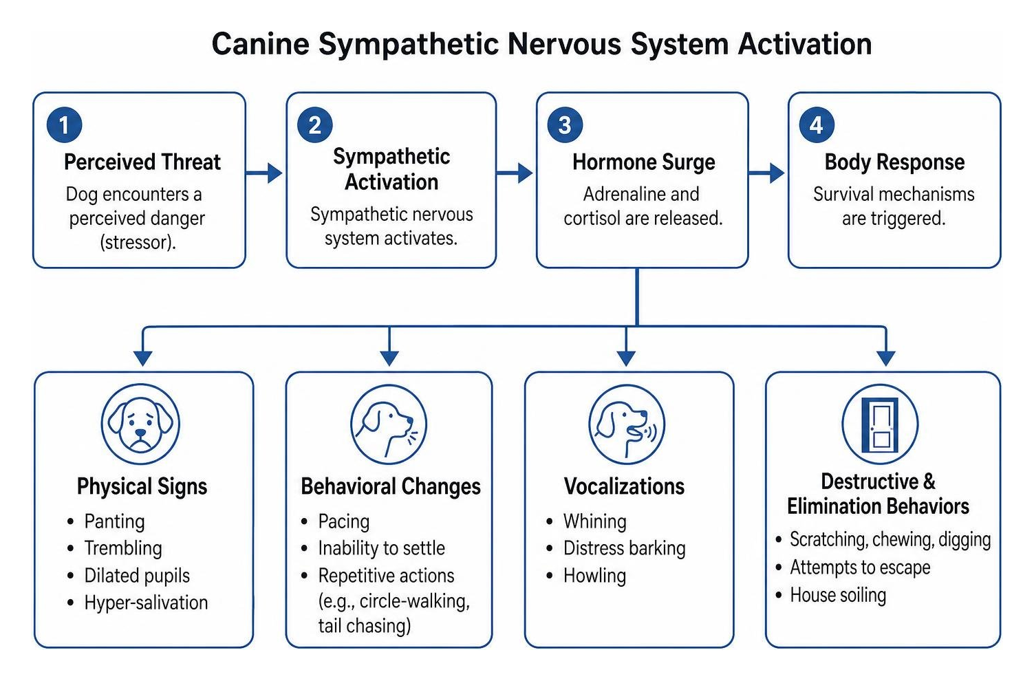 flowchart of canine sympathetic nervous system activation flowchart of canine sympathetic nervous system activation
