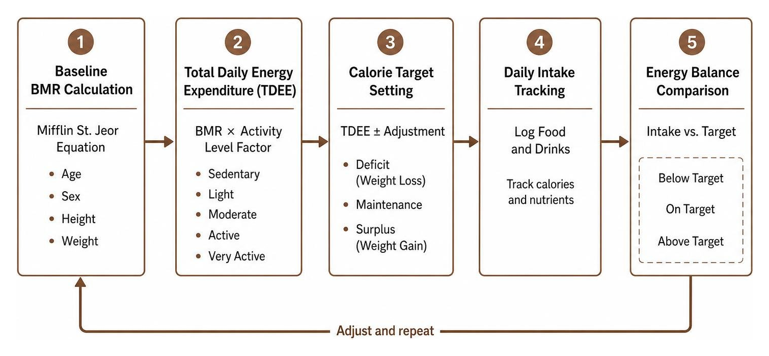 Energy balance flow from baseline BMR calculation to daily intake adjustments Energy balance flow from baseline BMR calculation to daily intake adjustments