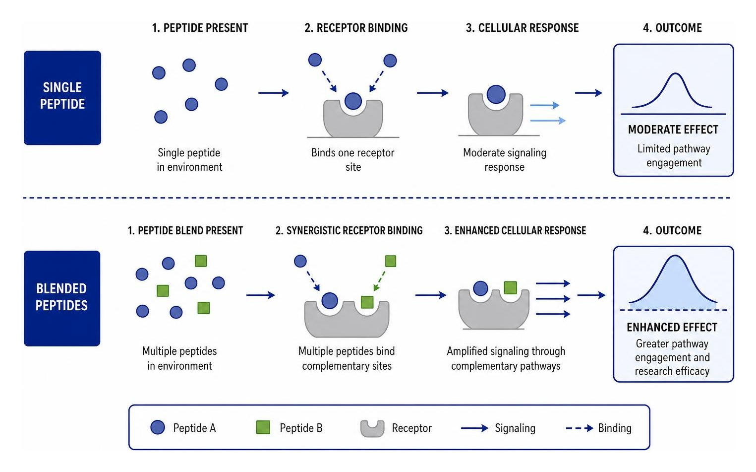 Diagram showing the synergistic receptor binding of blended peptides vs single peptides