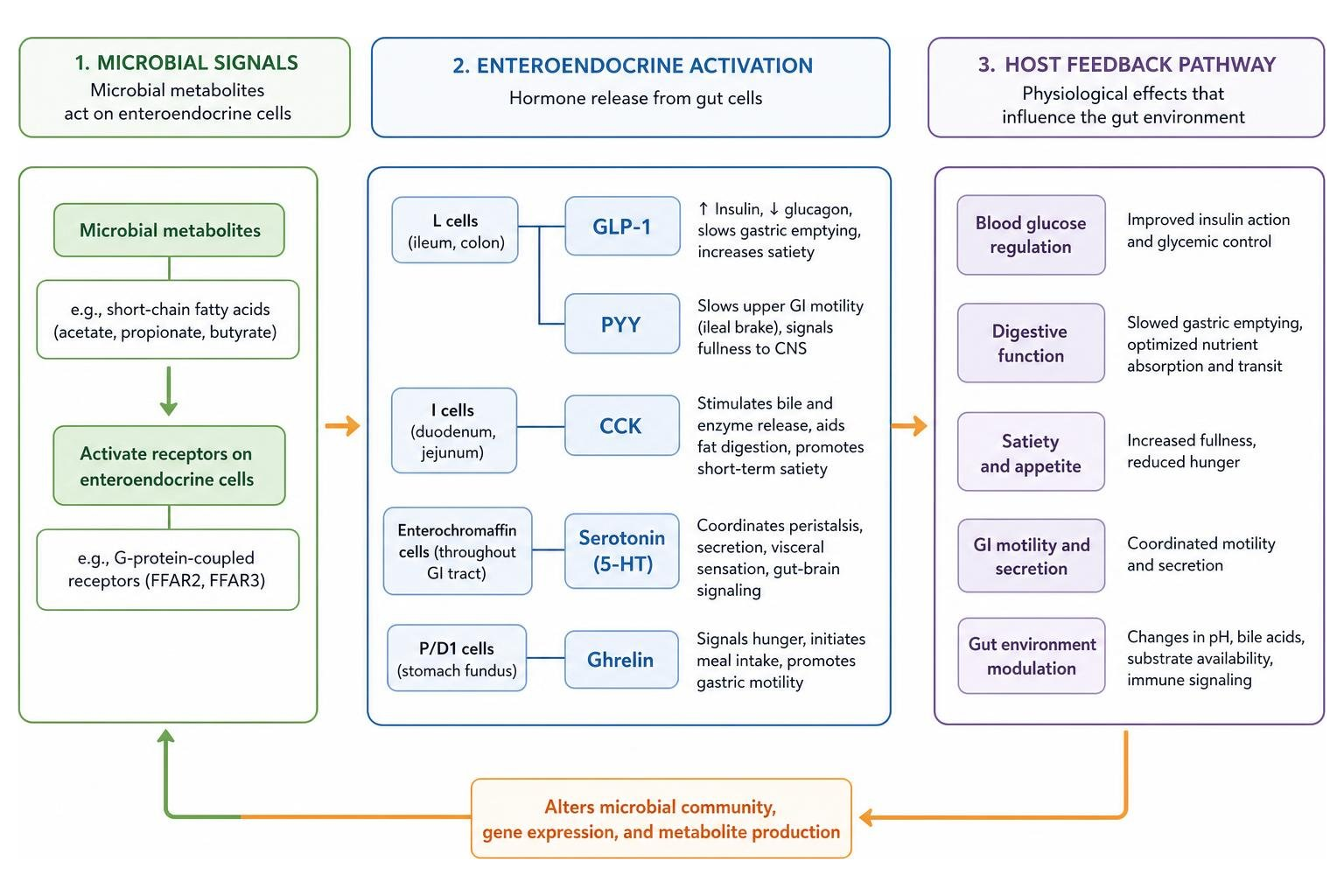 Microbial signals, enteroendocrine activation, and host feedback pathway