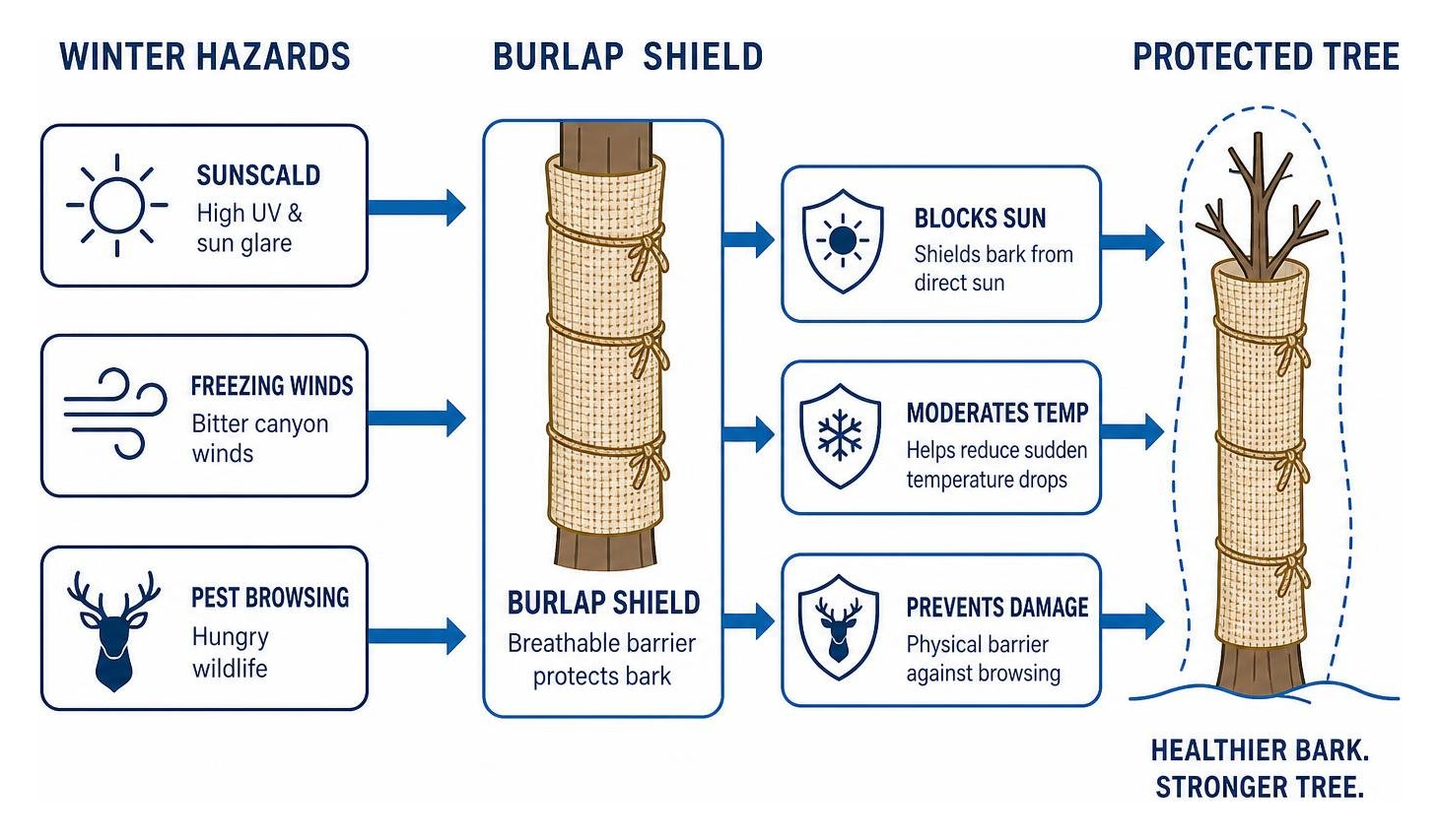 diagram showing how burlap shields tree bark from sunscald, freezing winds, and pest browsing diagram showing how burlap shields tree bark from sunscald, freezing winds, and pest browsing