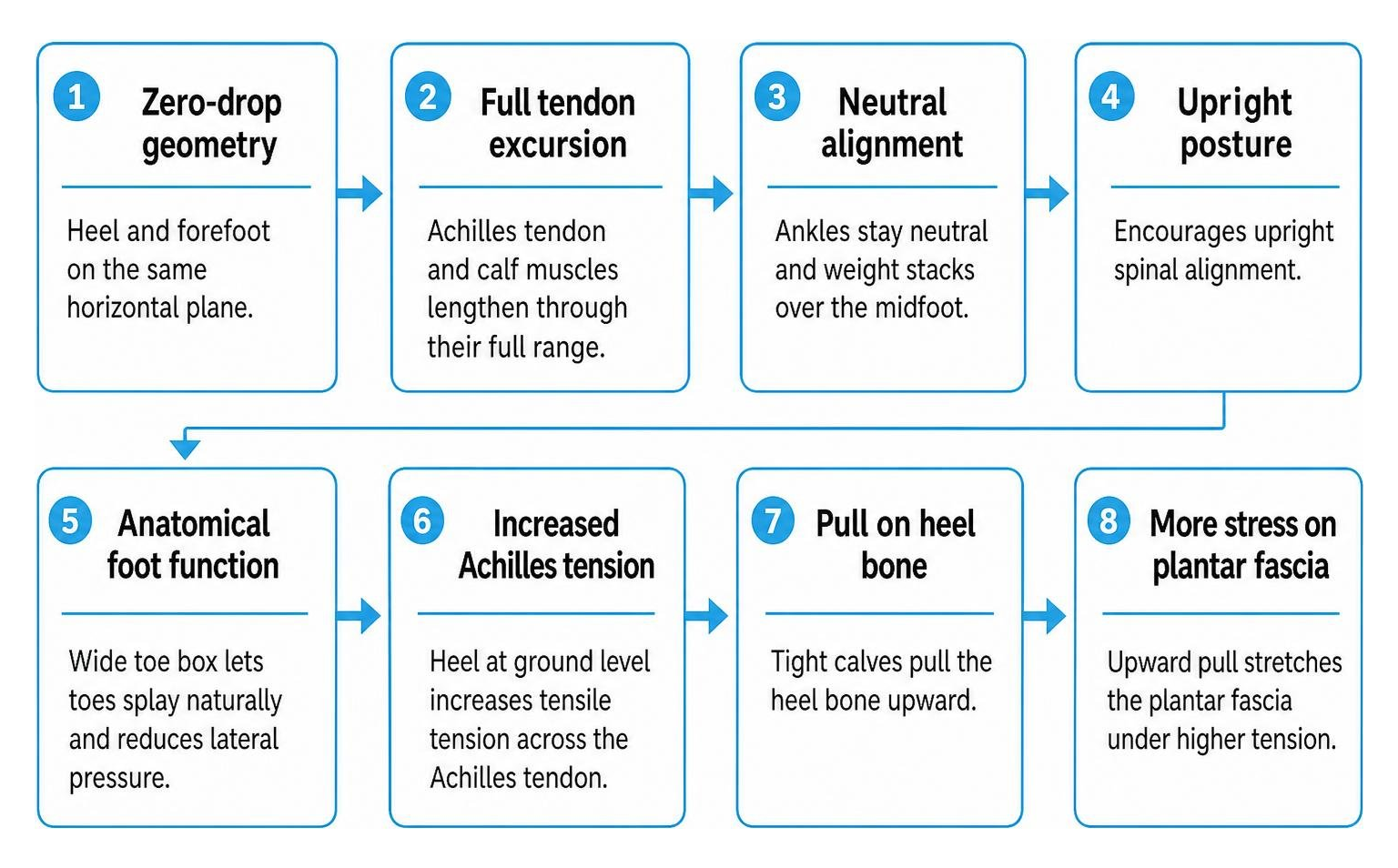 Chain reaction of zero-drop geometry on foot tendons and posture Chain reaction of zero-drop geometry on foot tendons and posture