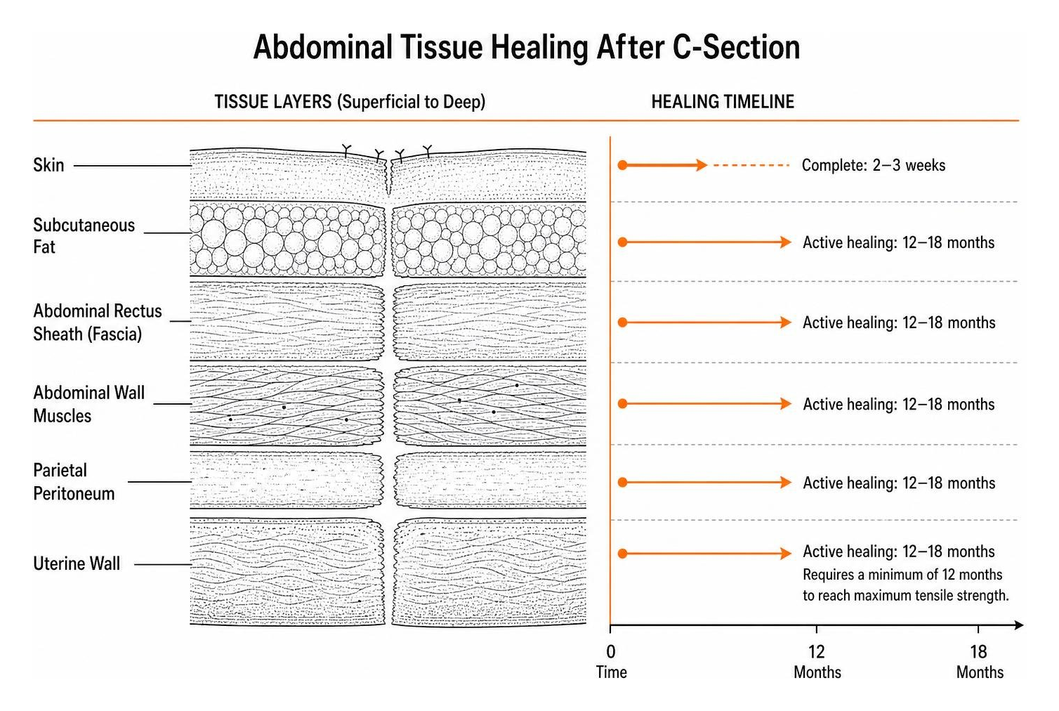 Abdominal tissue healing cross-section