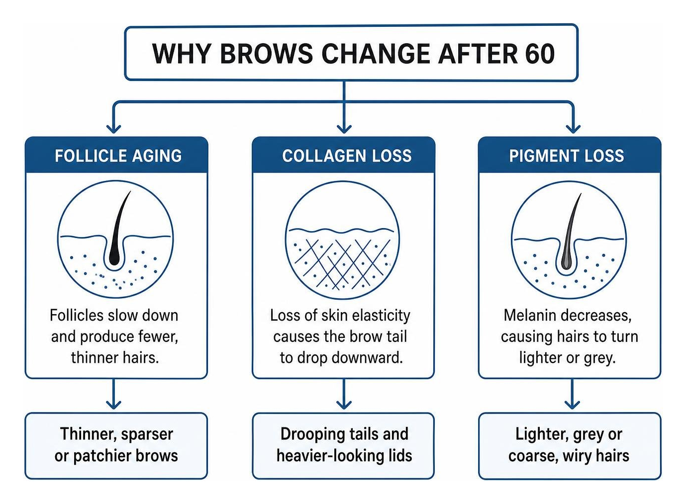 diagram showing causes of mature eyebrow changes like follicle aging collagen loss and pigment loss diagram showing causes of mature eyebrow changes like follicle aging collagen loss and pigment loss