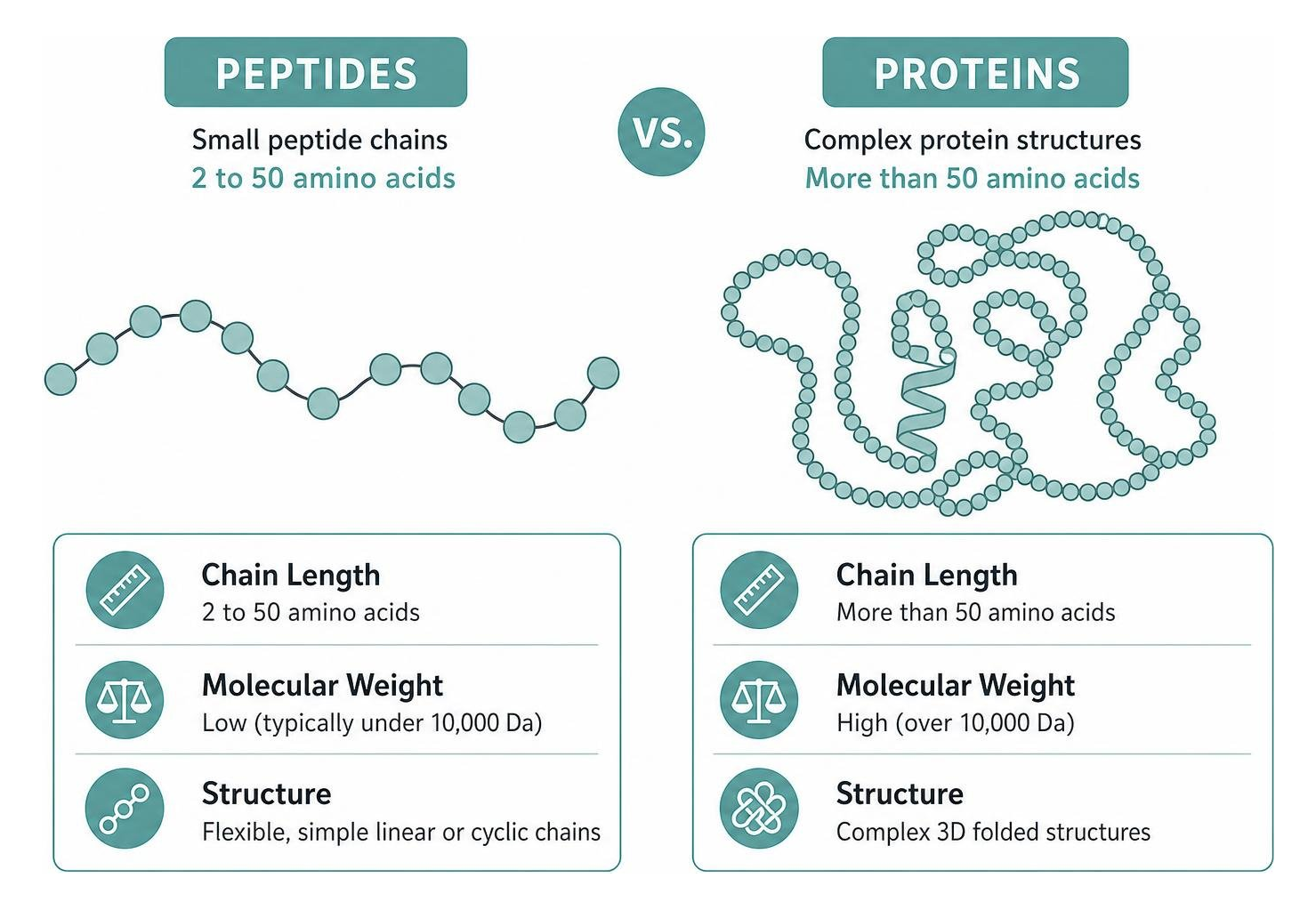 Diagram comparing small peptide chains to complex protein structures