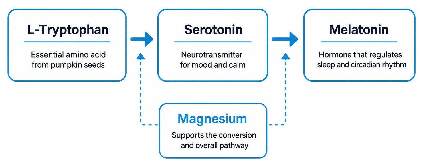 Diagram showing how L-tryptophan converts into serotonin and melatonin supported by magnesium