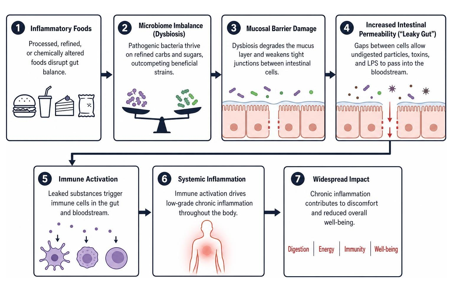 Diagram showing how inflammatory foods degrade the mucosal barrier and trigger systemic inflammation