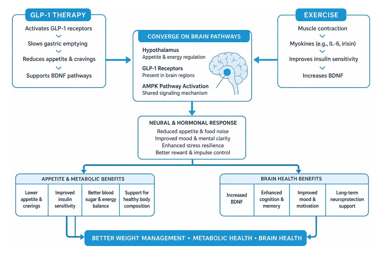 Diagram showing how GLP-1 and exercise converge on neural pathways to regulate appetite and brain health Diagram showing how GLP-1 and exercise converge on neural pathways to regulate appetite and brain health