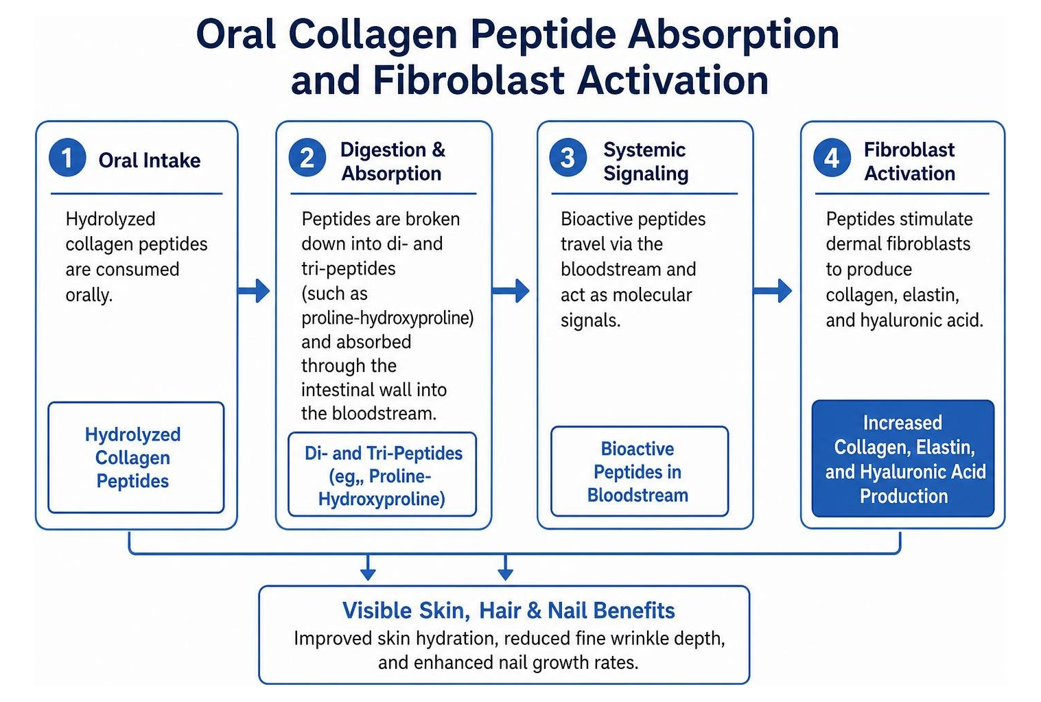 Diagram of oral collagen peptide absorption and fibroblast activation Diagram of oral collagen peptide absorption and fibroblast activation