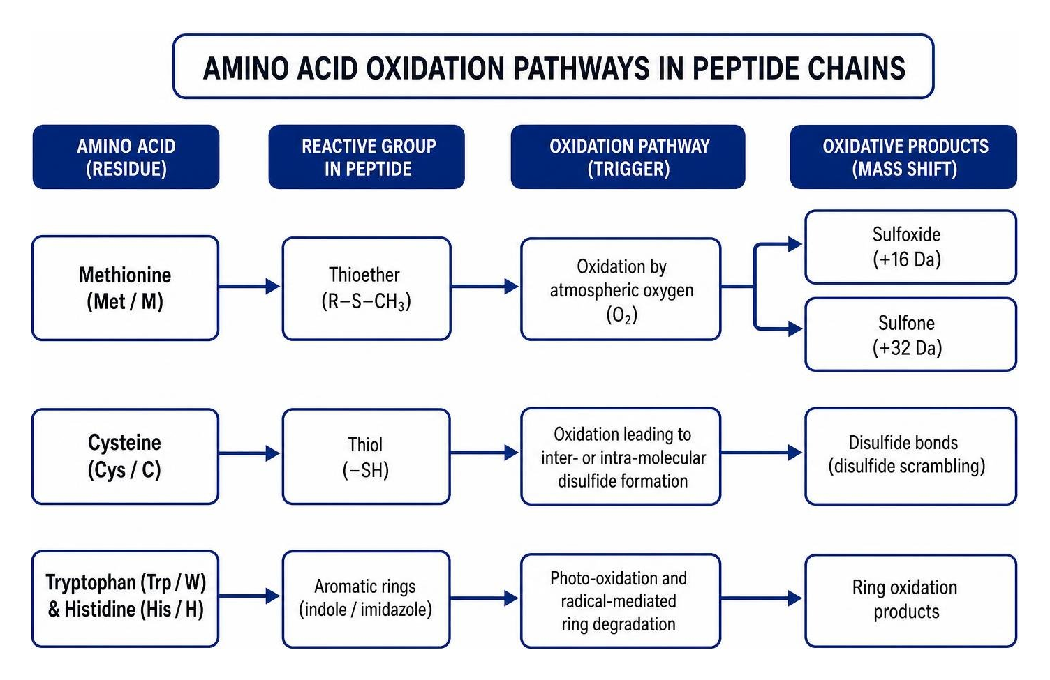 amino acid oxidation pathways in peptide chains amino acid oxidation pathways in peptide chains