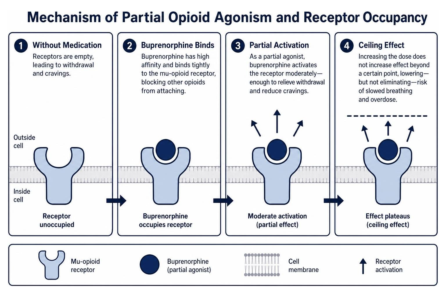 Mechanism of partial opioid agonism and receptor occupancy