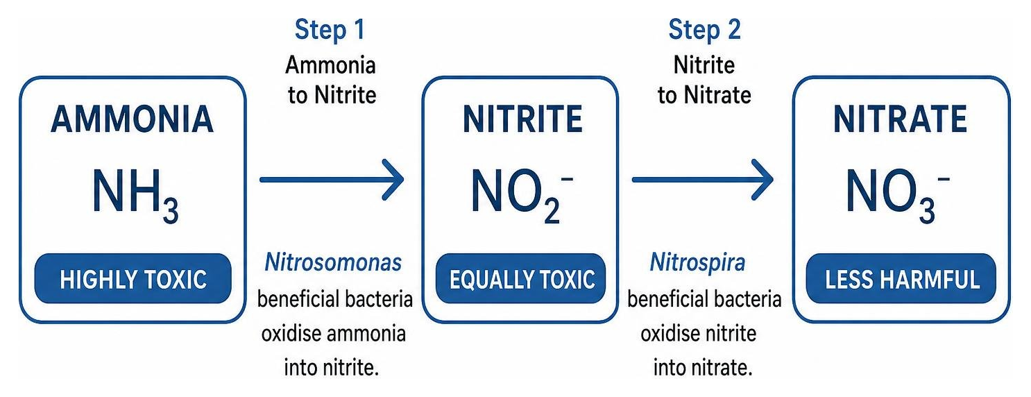Diagram showing biological conversion from ammonia to nitrite and nitrate