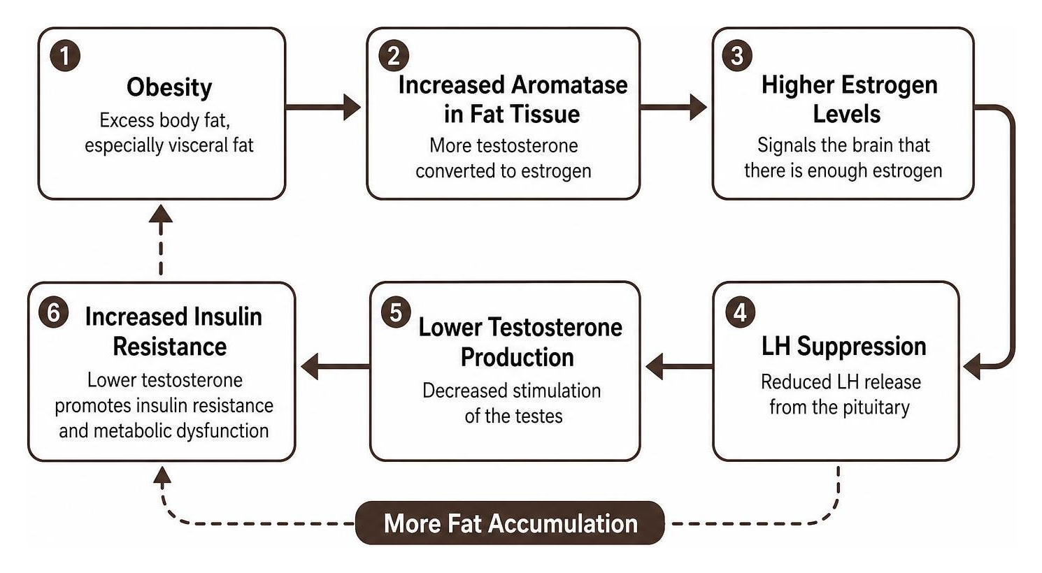 Diagram of the obesity and low testosterone vicious cycle: Obesity increases aromatase, converting testosterone to estrogen