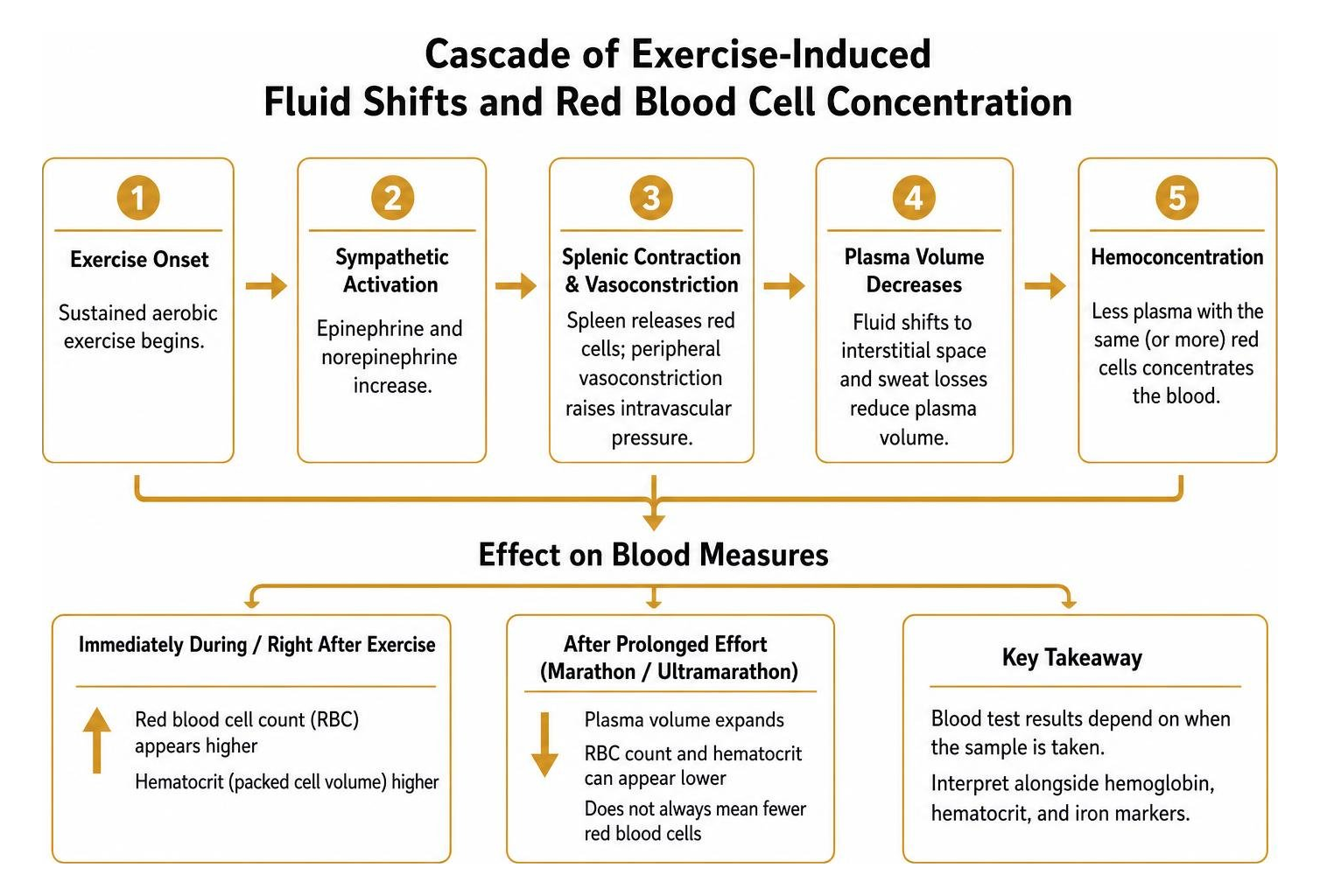 cascade of exercise-induced fluid shifts and red blood cell concentration cascade of exercise-induced fluid shifts and red blood cell concentration