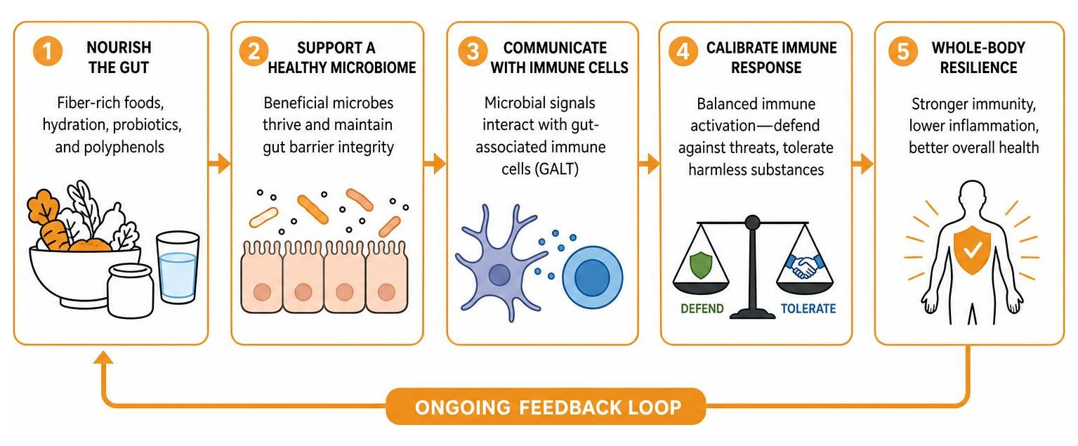 gut-immune axis interaction process