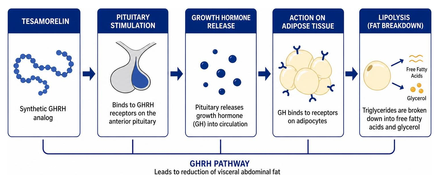 GHRH pathway diagram showing how tesamorelin stimulates the pituitary to release growth hormone which triggers lipolysis