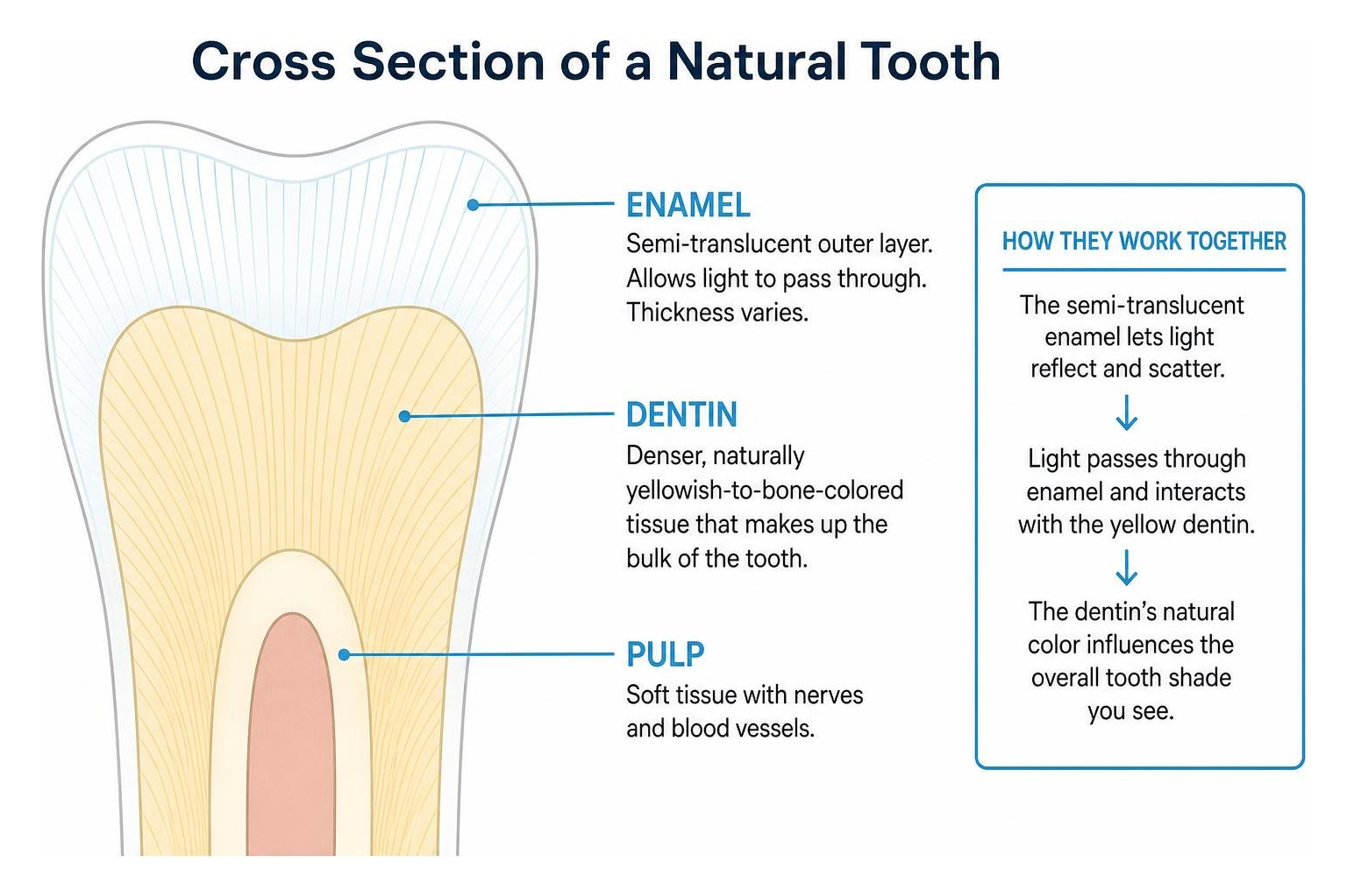 Cross section diagram of enamel translucency and underlying dentin core Cross section diagram of enamel translucency and underlying dentin core