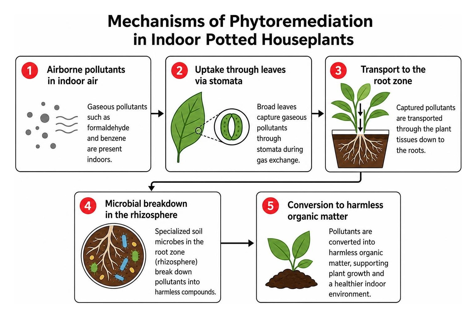 Mechanisms of phytoremediation in indoor potted houseplants