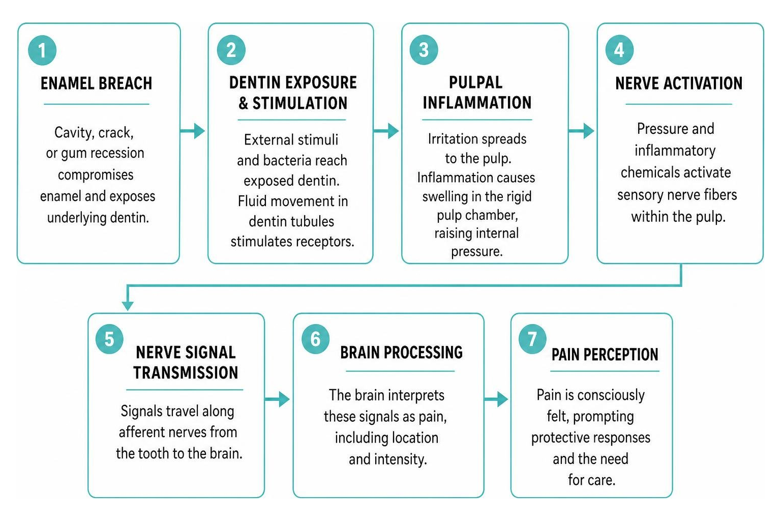 biological pathway from enamel breach to pulpal inflammation and nerve signal transmission biological pathway from enamel breach to pulpal inflammation and nerve signal transmission