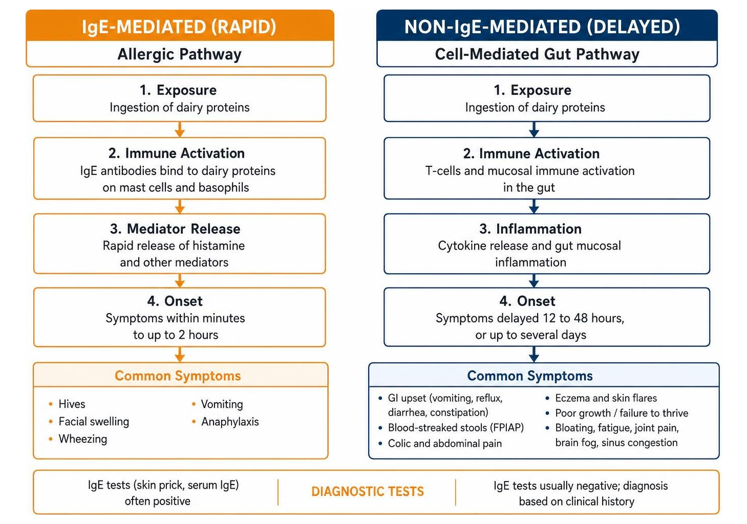 Comparison of rapid IgE allergic pathways versus delayed non-IgE cell-mediated gut reactions
