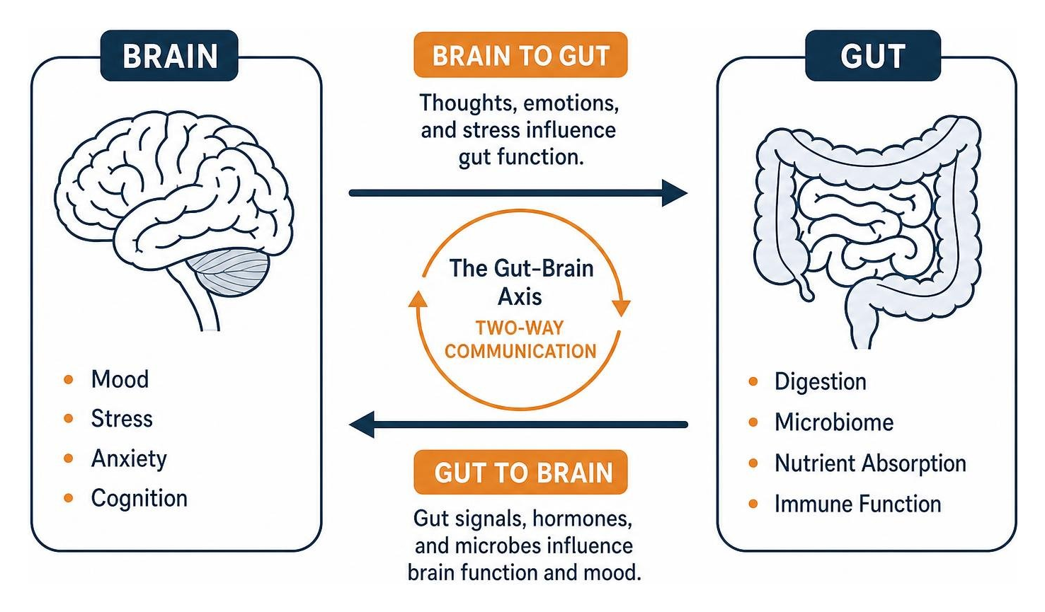 The bidirectional gut-brain connection diagram The bidirectional gut-brain connection diagram