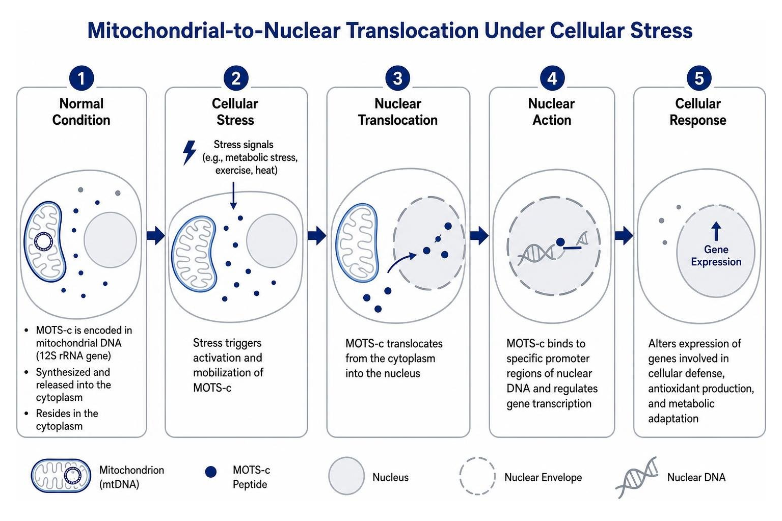 Diagram showing mitochondrial-to-nuclear translocation under cellular stress Diagram showing mitochondrial-to-nuclear translocation under cellular stress
