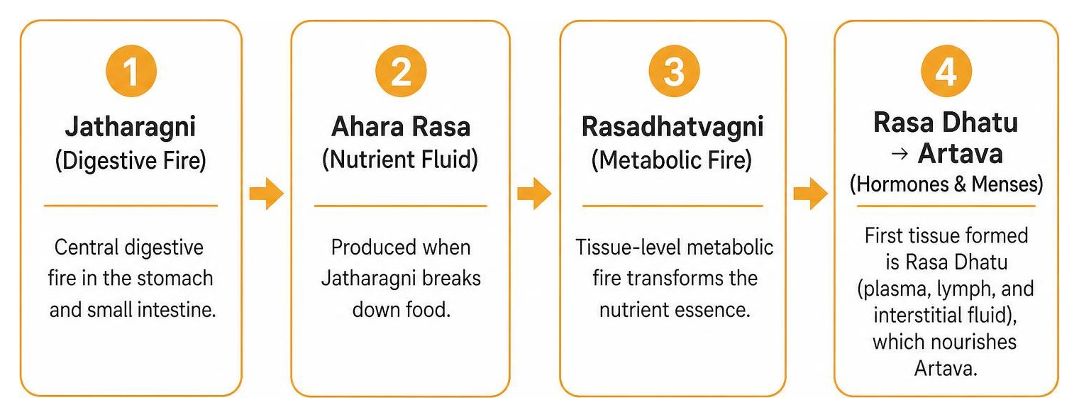 Step-by-step formation of Rasa Dhatu and Artava through digestive fire Step-by-step formation of Rasa Dhatu and Artava through digestive fire
